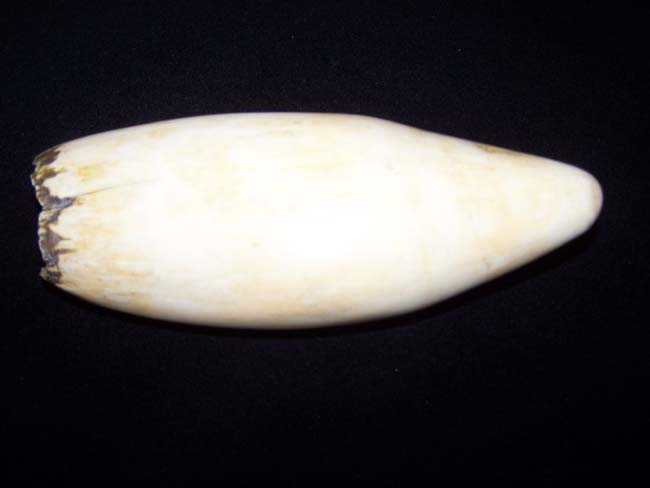 A Beautifully Polished 19th century 7 3/4" Bull Sperm Whale's Tooth with great patina — image 2